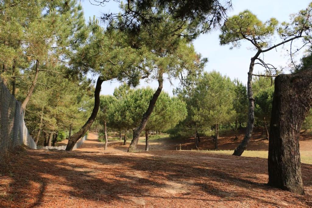 Vaimiti, Cabane Cosy Sous Les Pins سانت-بريفين-لي-بان المظهر الخارجي الصورة